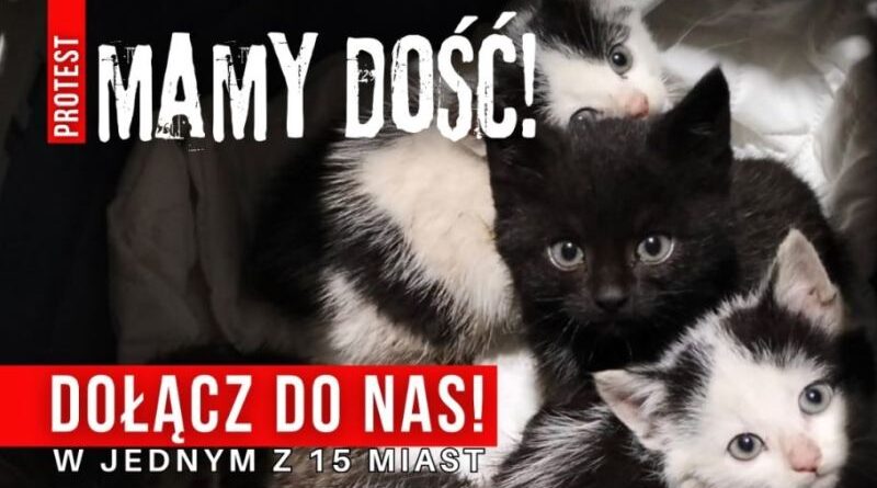 Protest przeciw bezdomności zwierząt już 9 maja. Sanocka Straż Ochrony i Ratownictwa Zwierząt apeluje: „To efekt braku działania”