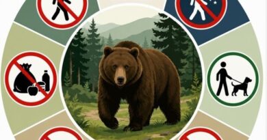 W okolicach Domaradza zauważono niedźwiedzia. Jest apel do mieszkańców