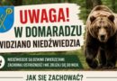 Niedźwiedź pojawił się na terenie gminy Domaradz. Władze apelują o ostrożność