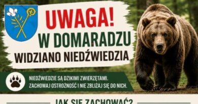 Niedźwiedź pojawił się na terenie gminy Domaradz. Władze apelują o ostrożność