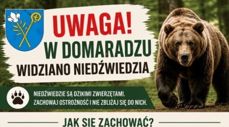 Niedźwiedź pojawił się na terenie gminy Domaradz. Władze apelują o ostrożność