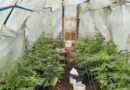 Plantacja marihuany zlikwidowana w Bieszczadach. 39-latkowi grozi do 10 lat więzienia
