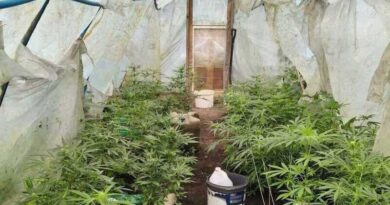 Plantacja marihuany zlikwidowana w Bieszczadach. 39-latkowi grozi do 10 lat więzienia