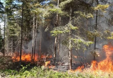 Kolejny pożar lasu w Nadleśnictwie Brzozów. Okoliczności wskazują na możliwe podpalenie