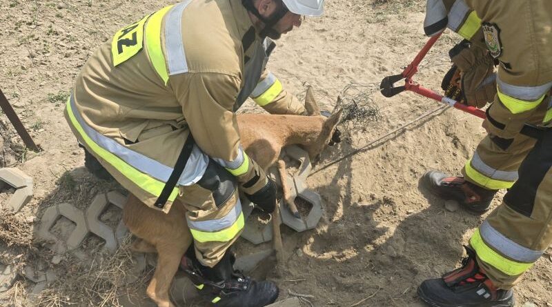 Sarna uwięziona w ogrodzeniu. Interwencja OSP KSRG Domaradz Sarna uwięziona w ogrodzeniu. Interwencja OSP KSRG Domaradz