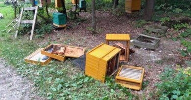 Niedźwiedź odwiedził pasiekę w Starej Wsi. Leśnicy ostrzegają