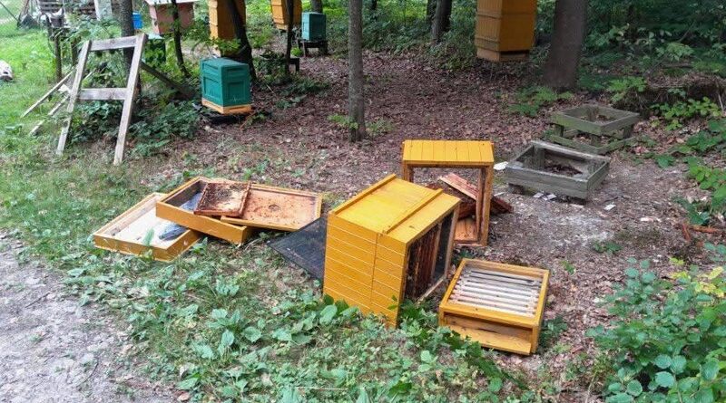 Niedźwiedź odwiedził pasiekę w Starej Wsi. Leśnicy ostrzegają