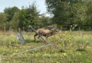 Jeleń zaplątał się w ogrodzenie. Pomogli strażacy i weterynarz