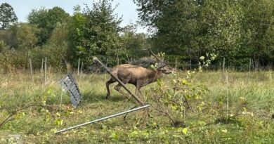 Jeleń zaplątał się w ogrodzenie. Pomogli strażacy i weterynarz