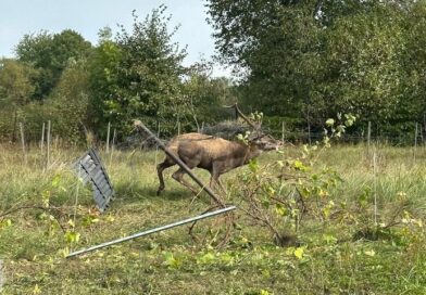 Jeleń zaplątał się w ogrodzenie. Pomogli strażacy i weterynarz