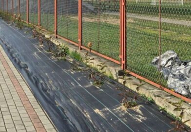 Ktoś ukradł świeżo posadzone hortensje. Gmina zapowiada zgłoszenie na policję