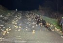 Rozsypane buraki na drodze w Jabłonicy Ruskiej. Interweniowali strażacy Rozsypane buraki na drodze w Jabłonicy Ruskiej. Interweniowali strażacy