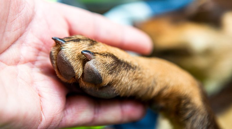 Dzień Kundelka. Przyjaźń z psem zaczyna się od odpowiedzialnej decyzji